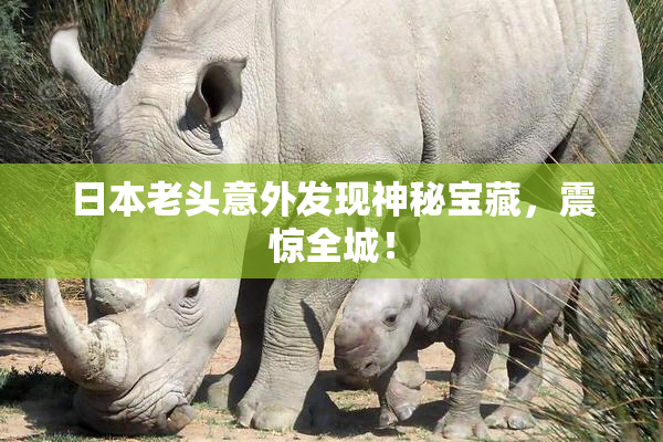 日本老头意外发现神秘宝藏，震惊全城！