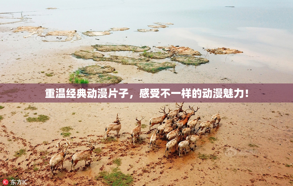 重温经典动漫片子，感受不一样的动漫魅力！