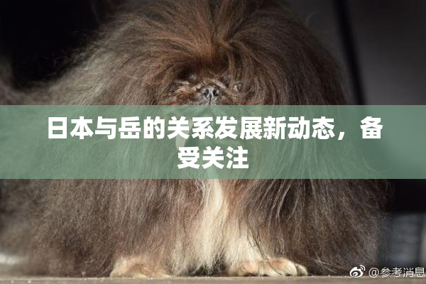 日本与岳的关系发展新动态，备受关注