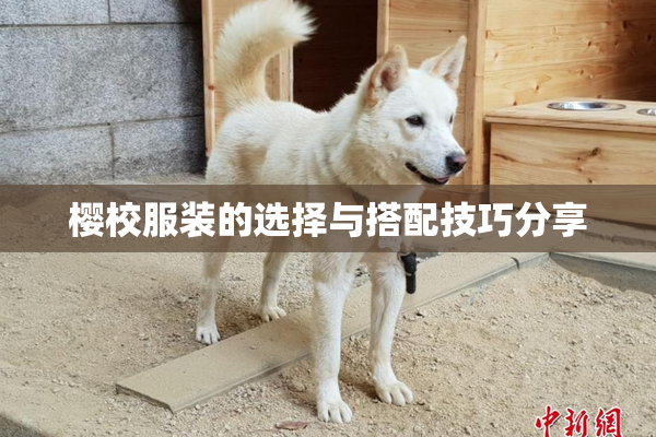 樱校服装的选择与搭配技巧分享