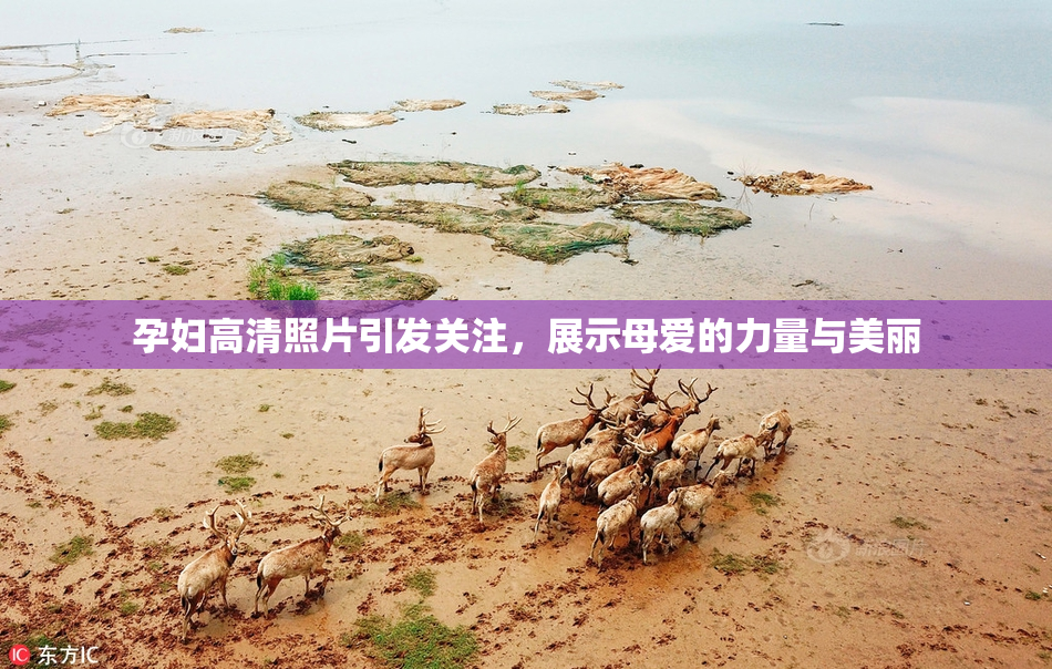 孕妇高清照片引发关注，展示母爱的力量与美丽