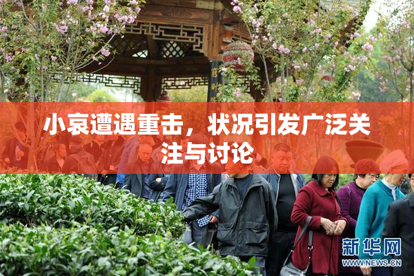 小哀遭遇重击，状况引发广泛关注与讨论