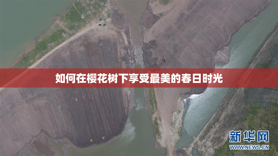 如何在樱花树下享受最美的春日时光