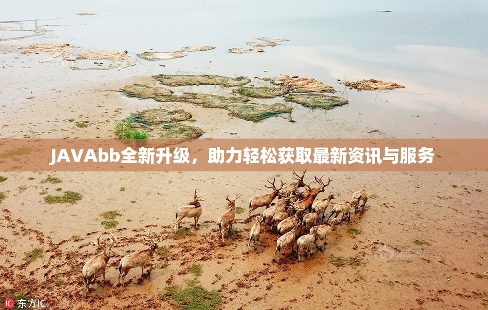 JAVAbb全新升级，助力轻松获取最新资讯与服务