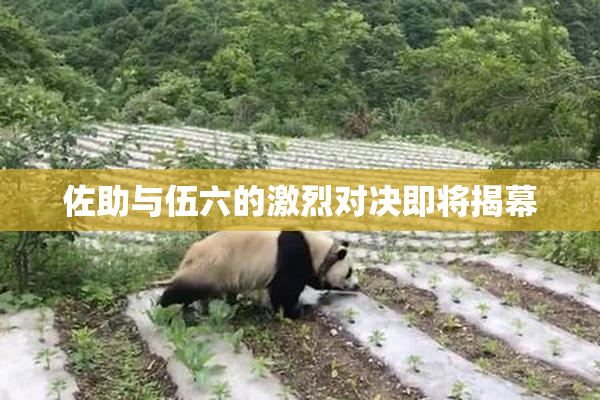 佐助与伍六的激烈对决即将揭幕