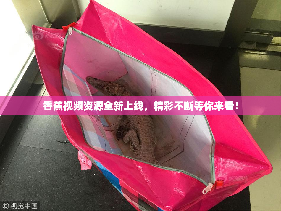 香蕉视频资源全新上线，精彩不断等你来看！