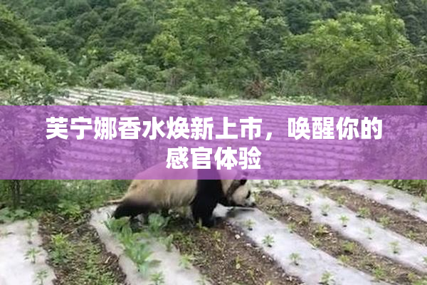 芙宁娜香水焕新上市，唤醒你的感官体验