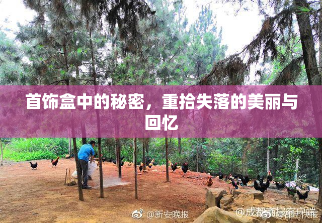 首饰盒中的秘密，重拾失落的美丽与回忆