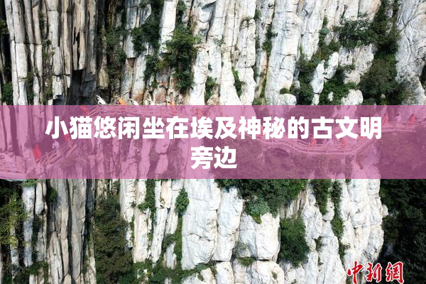 小猫悠闲坐在埃及神秘的古文明旁边