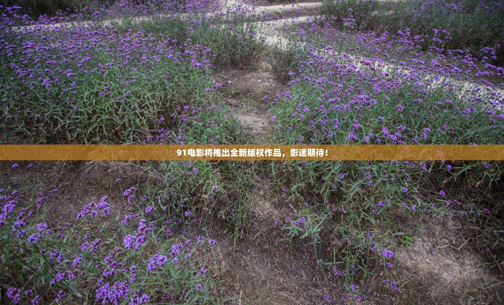 91电影将推出全新版权作品，影迷期待！