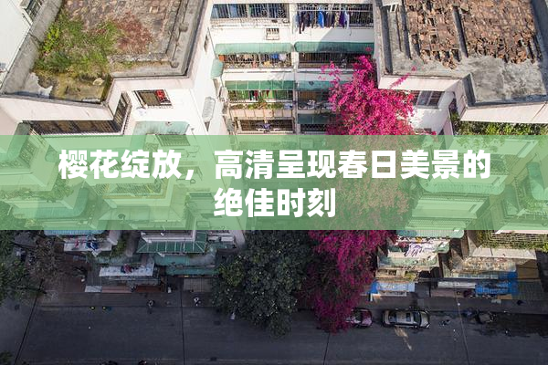 樱花绽放，高清呈现春日美景的绝佳时刻