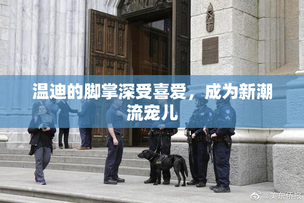 温迪的脚掌深受喜爱，成为新潮流宠儿