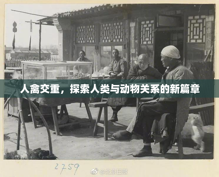 人禽交重，探索人类与动物关系的新篇章