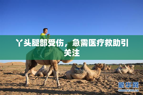 丫头腿部受伤，急需医疗救助引关注