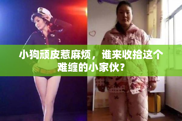小狗顽皮惹麻烦，谁来收拾这个难缠的小家伙？