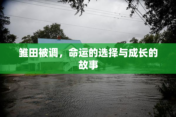 雏田被调，命运的选择与成长的故事