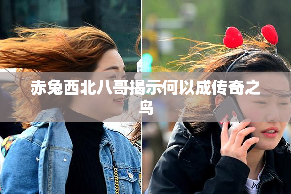 赤兔西北八哥揭示何以成传奇之鸟