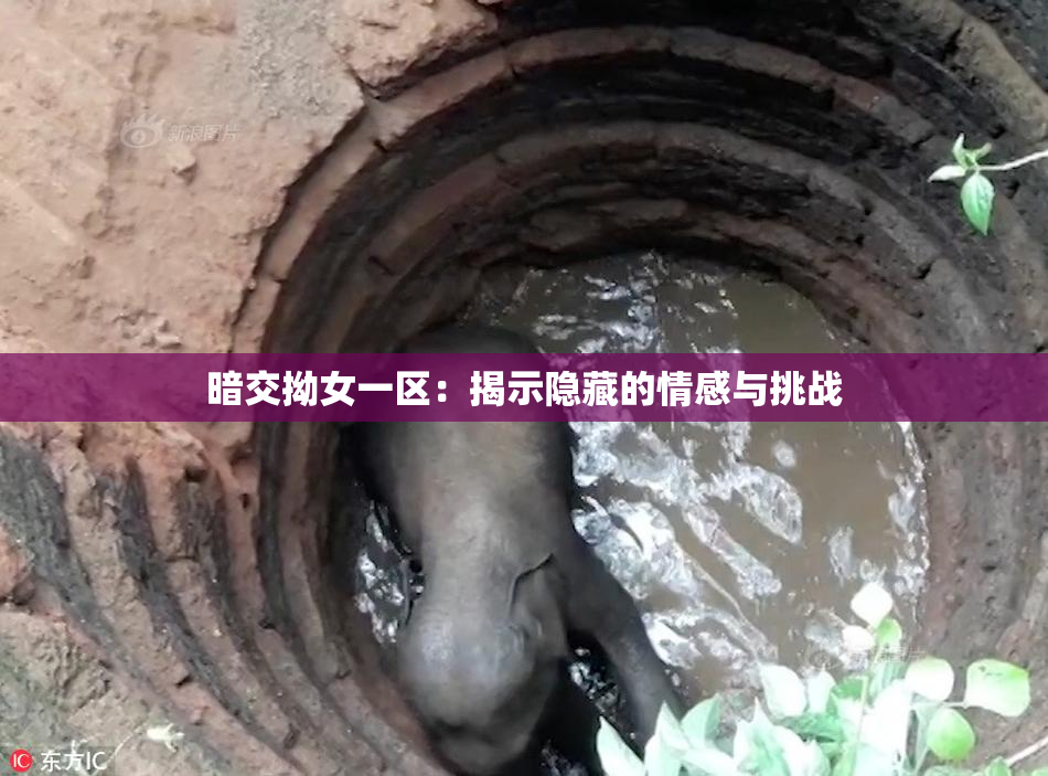 暗交拗女一区：揭示隐藏的情感与挑战