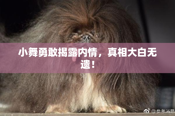 小舞勇敢揭露内情，真相大白无遗！