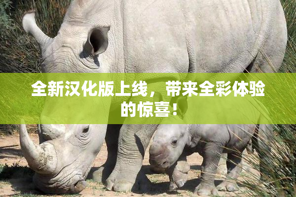 全新汉化版上线，带来全彩体验的惊喜！