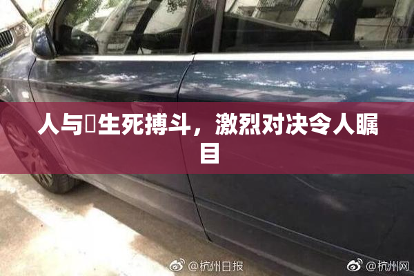 人与嘼生死搏斗，激烈对决令人瞩目