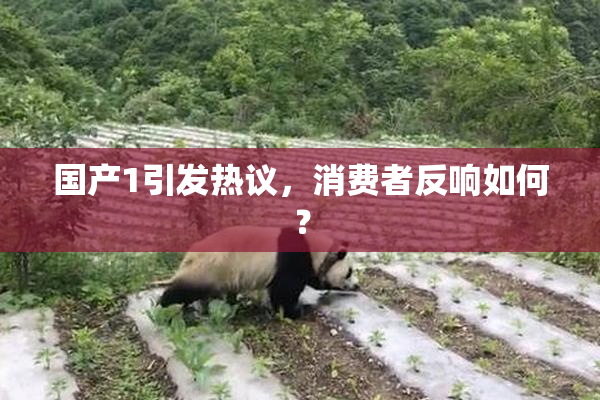 国产1引发热议，消费者反响如何？