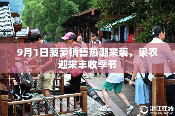 9月1日菠萝销售热潮来袭，果农迎来丰收季节