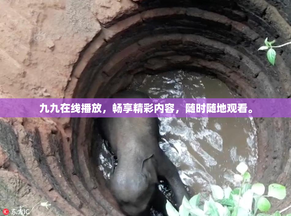 九九在线播放，畅享精彩内容，随时随地观看。