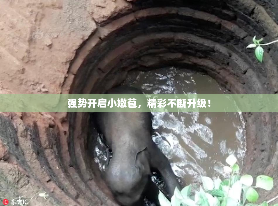 强势开启小嫩苞，精彩不断升级！