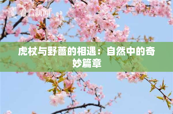 虎杖与野蔷的相遇：自然中的奇妙篇章