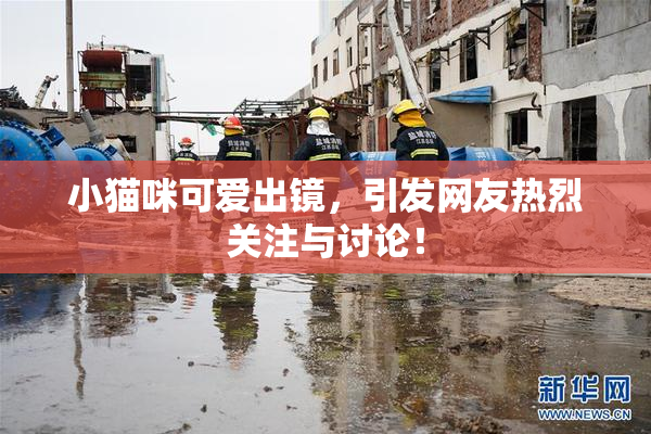 小猫咪可爱出镜，引发网友热烈关注与讨论！