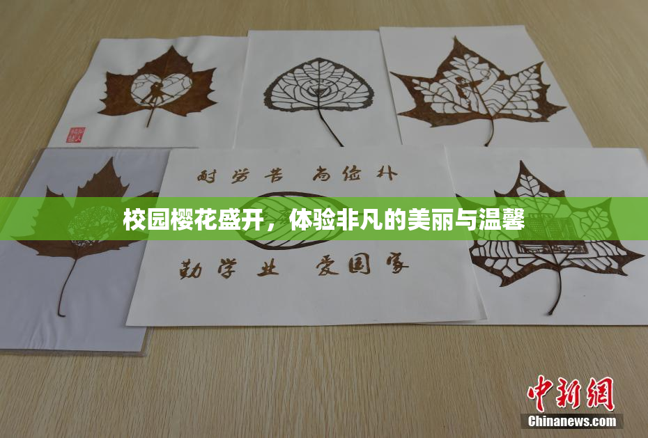 校园樱花盛开，体验非凡的美丽与温馨