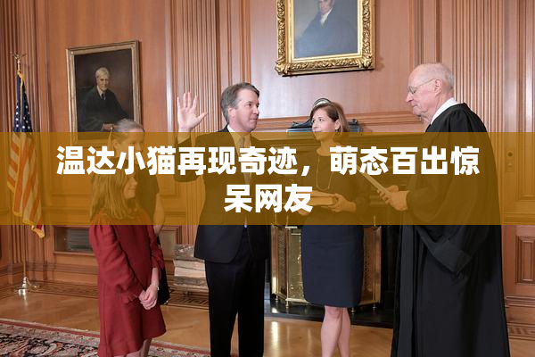 温达小猫再现奇迹，萌态百出惊呆网友