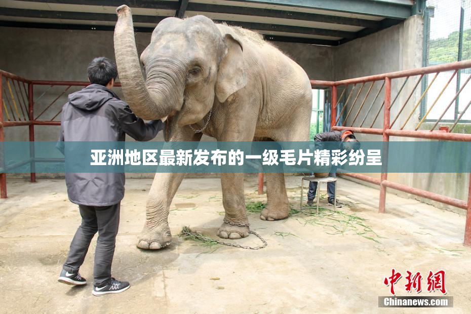 亚洲地区最新发布的一级毛片精彩纷呈