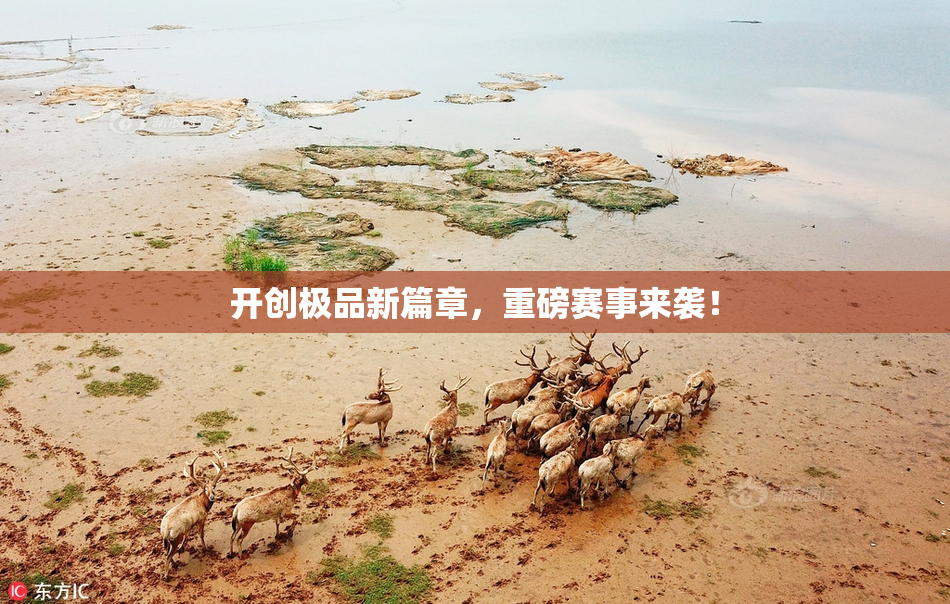 开创极品新篇章，重磅赛事来袭！