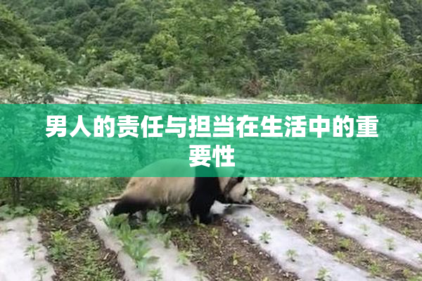 男人的责任与担当在生活中的重要性