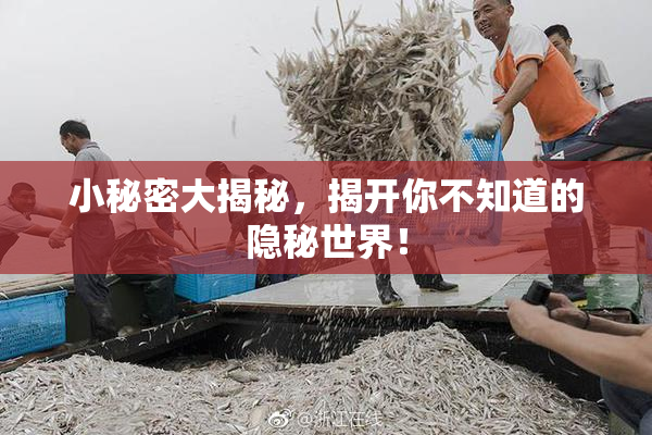 小秘密大揭秘，揭开你不知道的隐秘世界！
