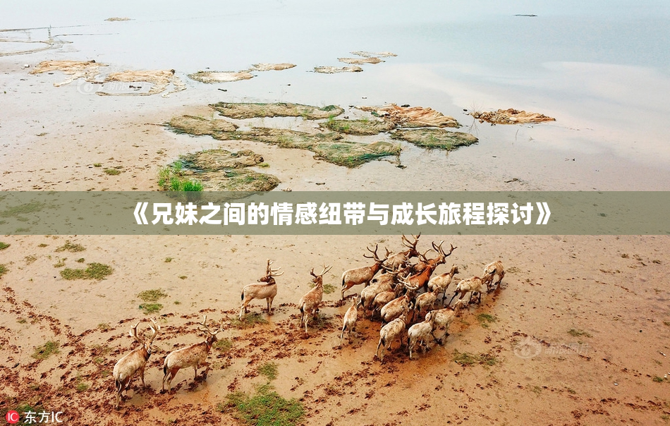 《兄妹之间的情感纽带与成长旅程探讨》