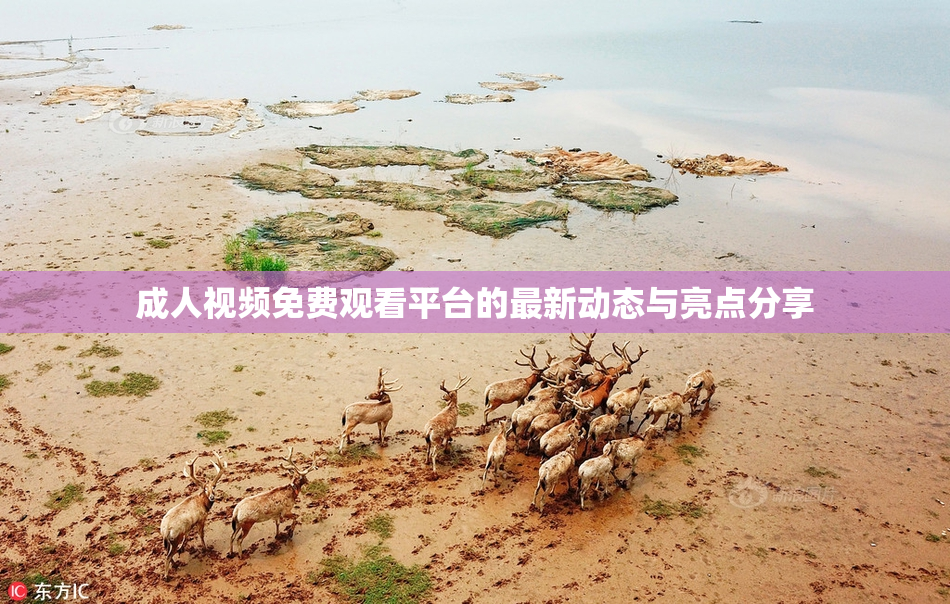 成人视频免费观看平台的最新动态与亮点分享