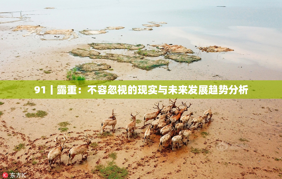 91丨露重：不容忽视的现实与未来发展趋势分析