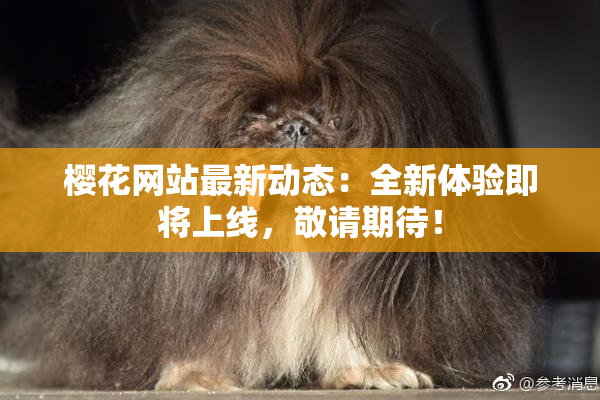 樱花网站最新动态：全新体验即将上线，敬请期待！