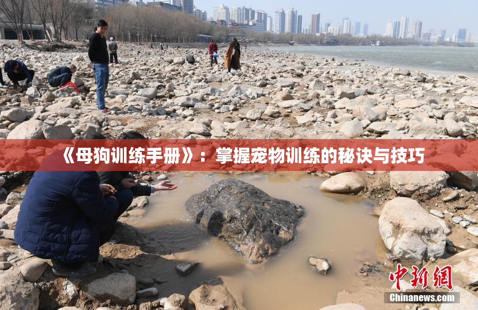 《母狗训练手册》：掌握宠物训练的秘诀与技巧