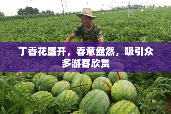 丁香花盛开，春意盎然，吸引众多游客欣赏