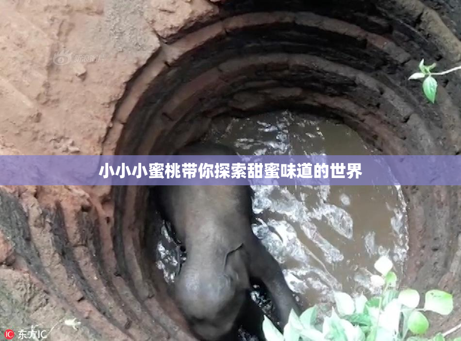 小小小蜜桃带你探索甜蜜味道的世界
