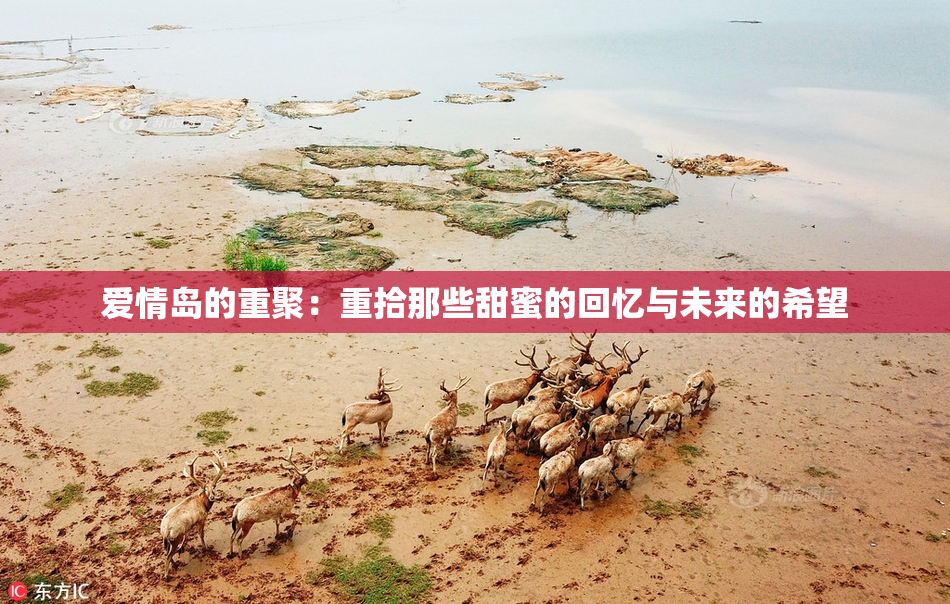 爱情岛的重聚：重拾那些甜蜜的回忆与未来的希望