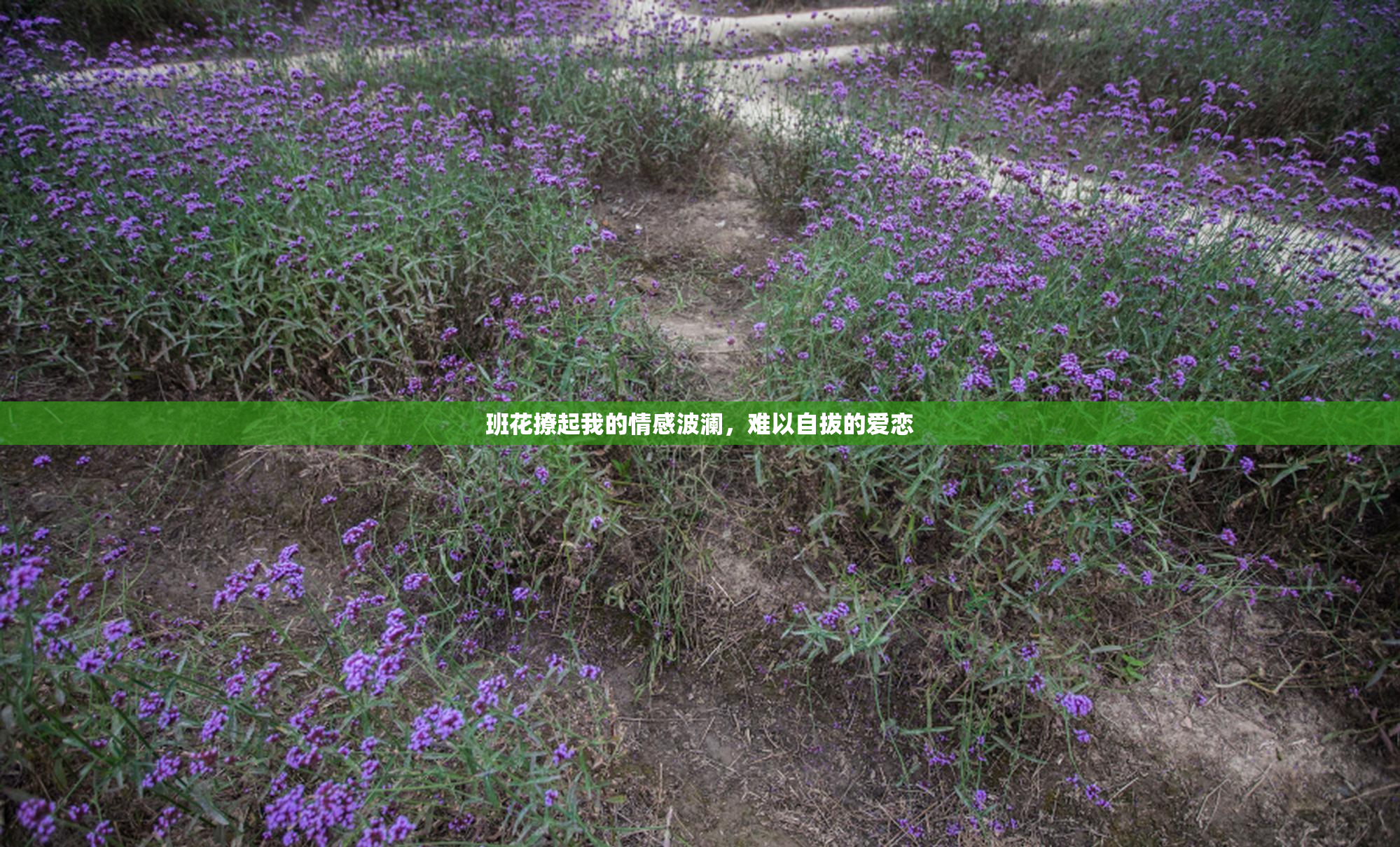 班花撩起我的情感波澜，难以自拔的爱恋