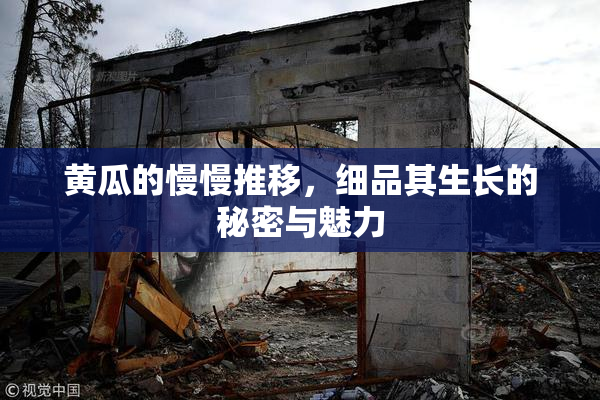 黄瓜的慢慢推移，细品其生长的秘密与魅力