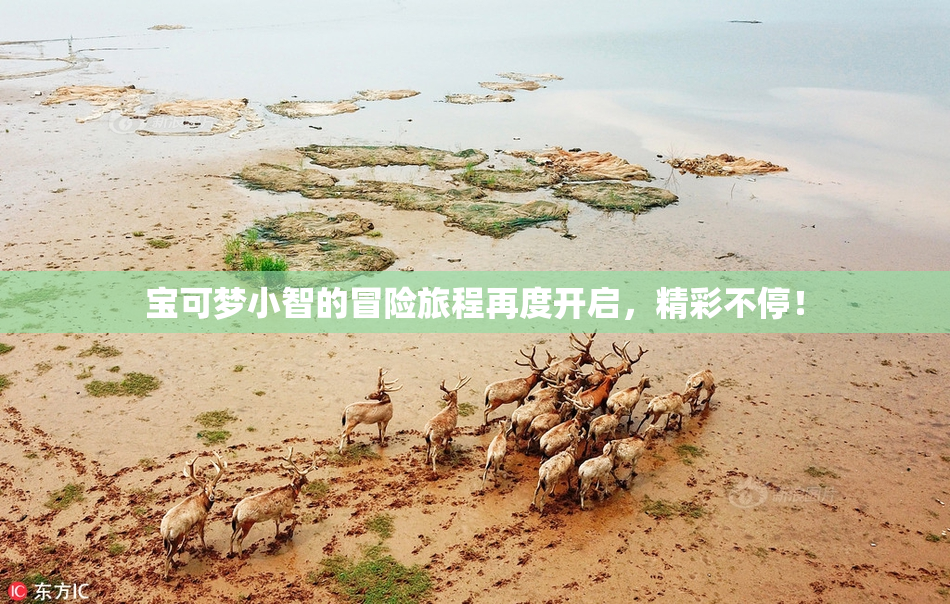 宝可梦小智的冒险旅程再度开启，精彩不停！