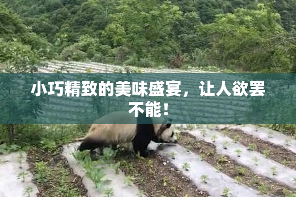 小巧精致的美味盛宴，让人欲罢不能！