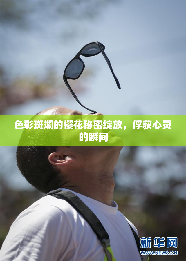 色彩斑斓的樱花秘密绽放，俘获心灵的瞬间